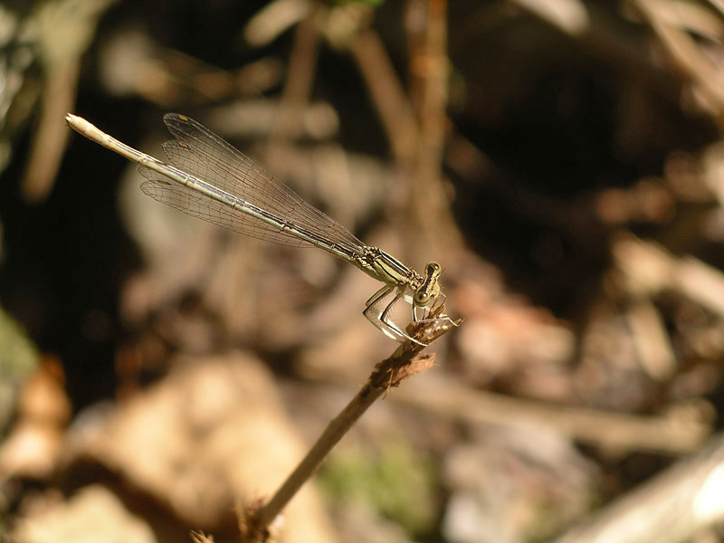 Platycnemis pennipes